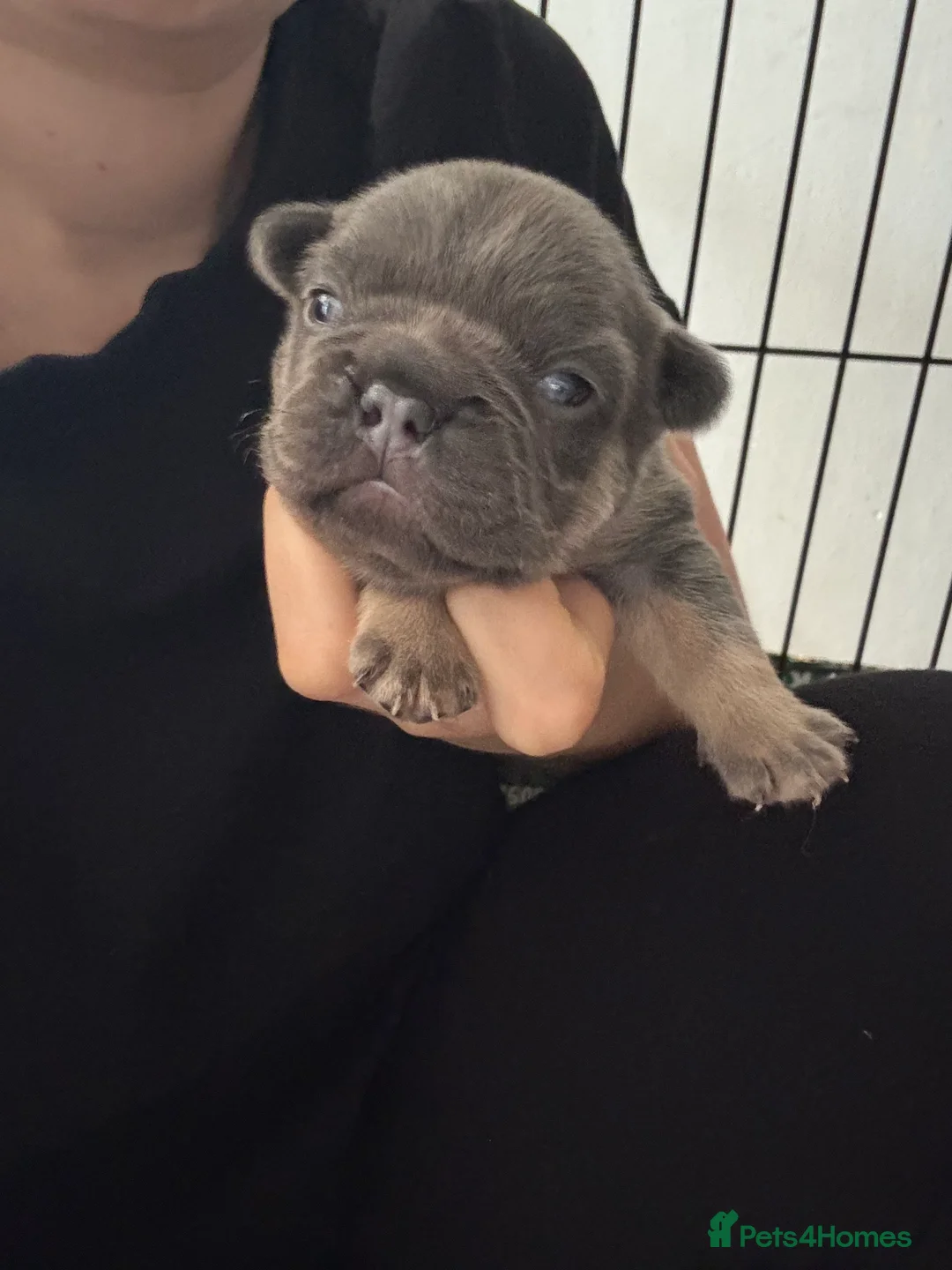 French Bulldog dogs for sale: Beautiful frenchie pups - Advert 2