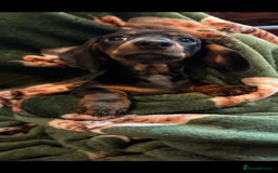 Dachshund dogs for sale: 5 stunning Dachshund puppies - Image 22
