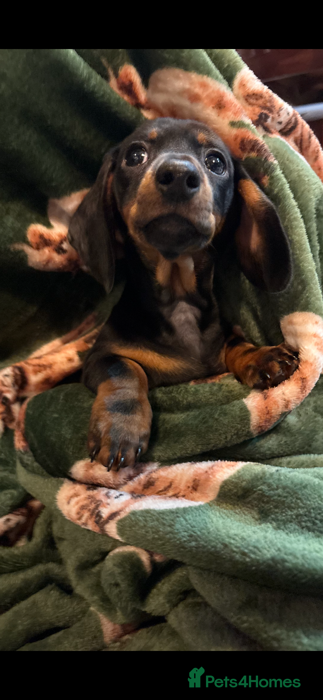 Dachshund dogs for sale: 5 stunning Dachshund puppies - Image 22