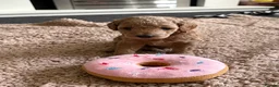 Cavapoo dogs for sale: F1b Cavapoo Puppies 1 Boy,2 Girls in Leeds - Advert 6