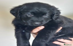 Flat coated Retriever dogs for sale: Flatcoated retriever puppies  - Image 17