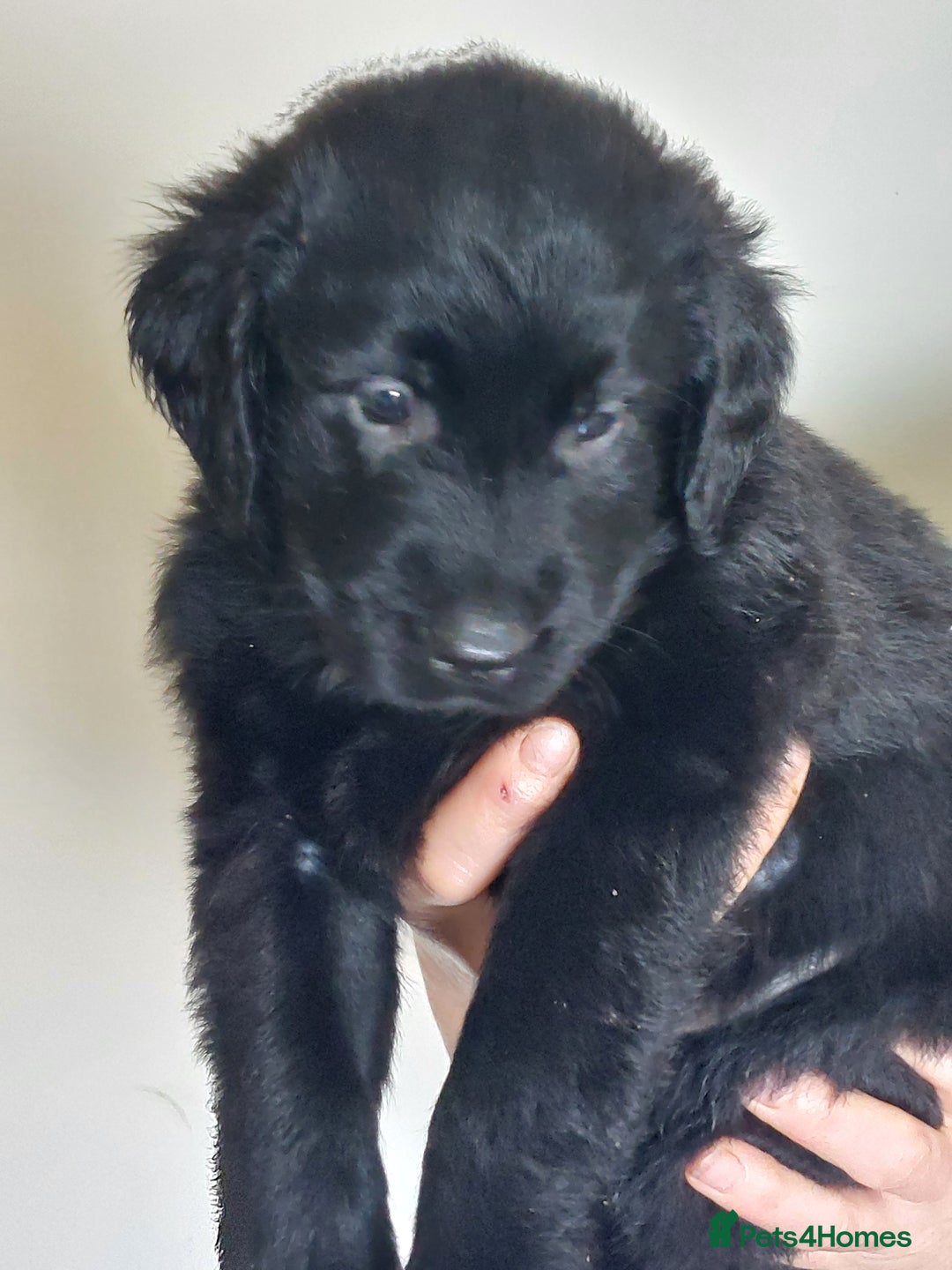 Flat coated Retriever dogs for sale: Flatcoated retriever puppies  - Image 17