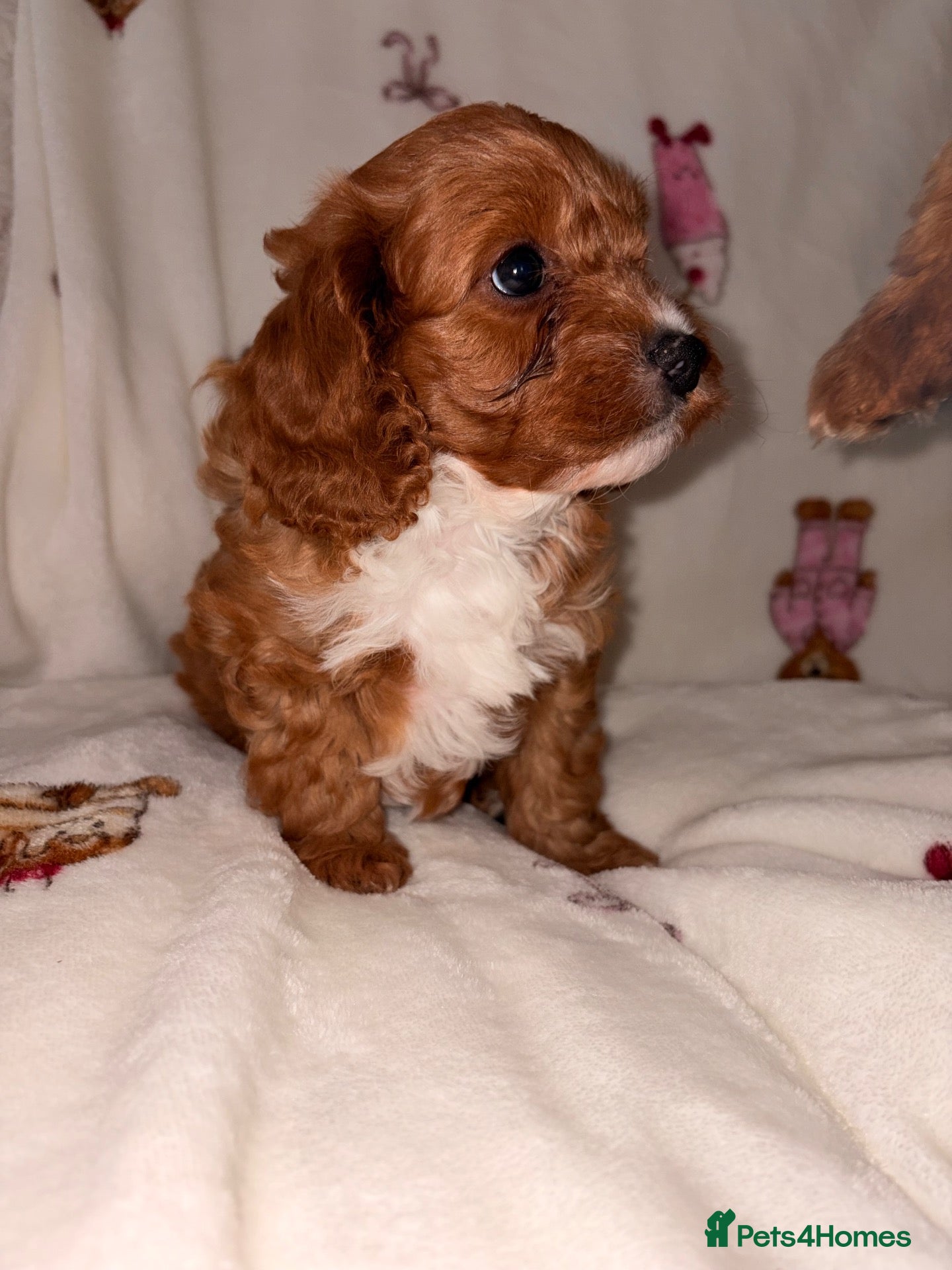 Cavapoo dogs DNA KC Health tested Deep red toy cavapoo puppy’s  - Advert 6