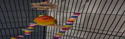 Lovebirds birds for sale: Lovebird  in Bicester - Advert 9