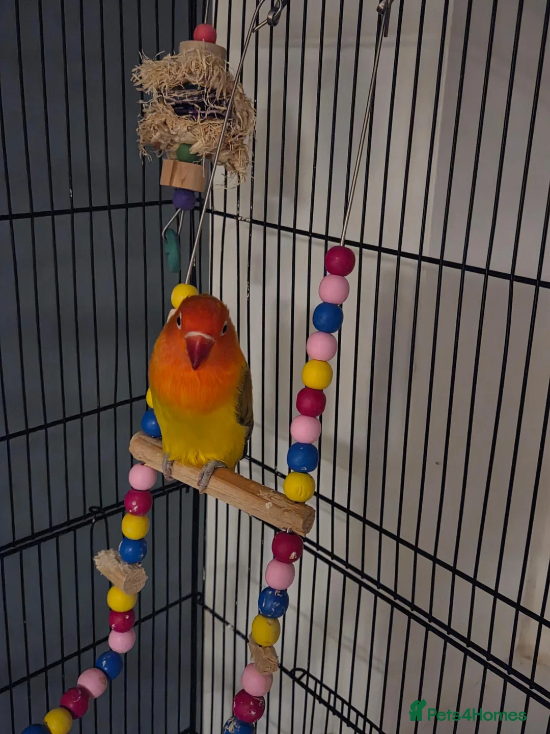 Lovebirds birds for sale: Lovebird  in Bicester - Advert 9
