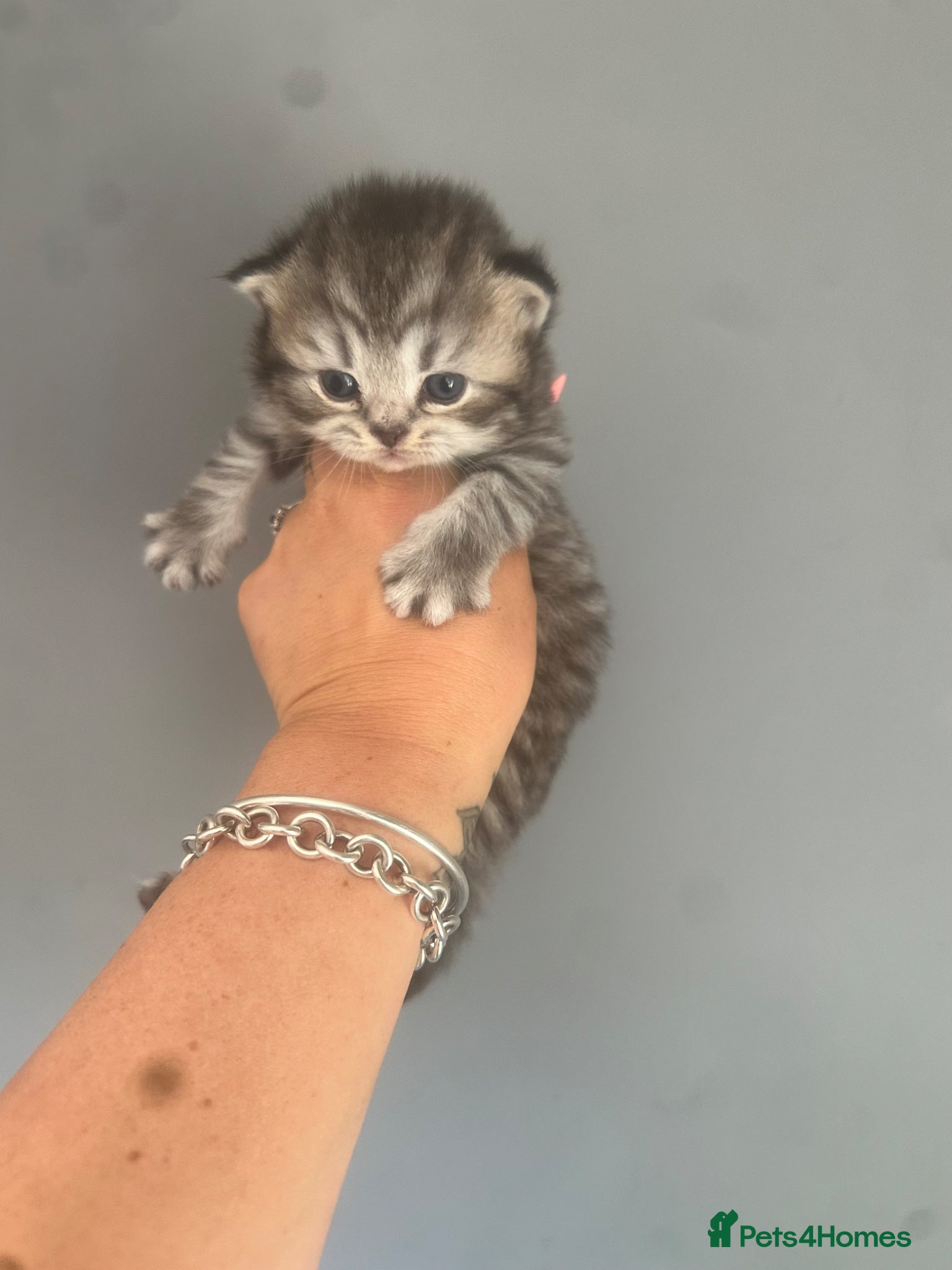 British Shorthair cats for sale: Exceptional British Shorthair kittens 🩷 - Advert 7