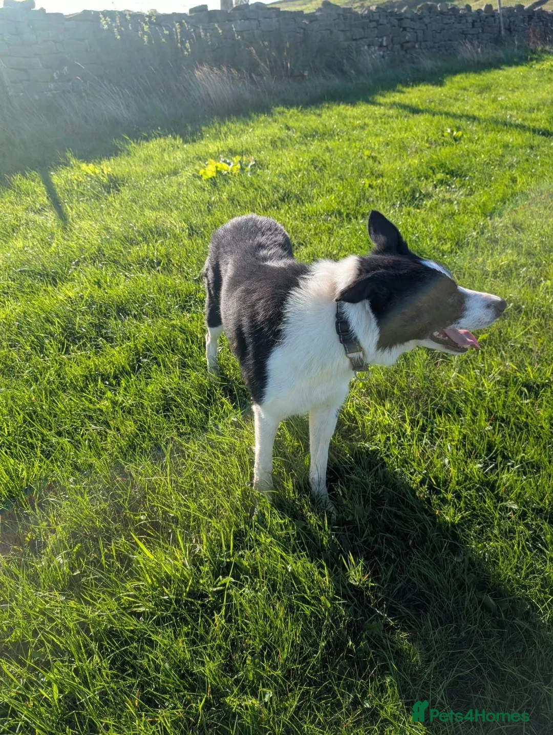 Border Collie dogs for sale: Bryn black and white collie - Advert 6