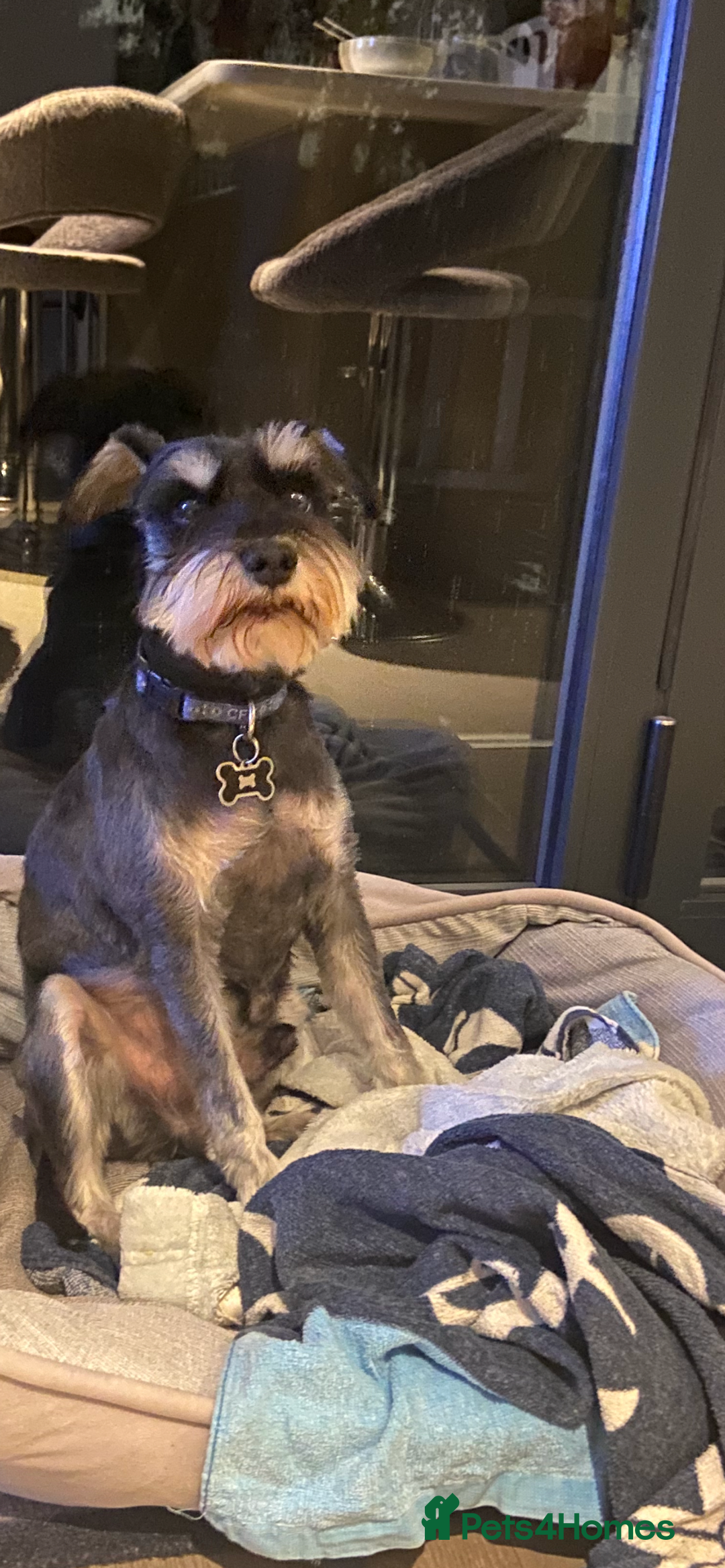 Miniature Schnauzer dogs for stud: Miniature Schnauzer looking for girlfriend - Advert 3
