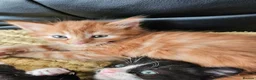 British Longhair cats for sale: Longhaired and shorthaired ginger, black, b & w - Advert 14