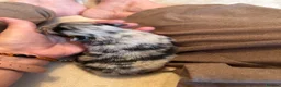 Pomeranian dogs for sale: Primroses precious Pom pups - Advert 23