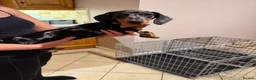 Miniature Dachshund dogs for sale: Miniture Dachshund Pup for Sale in Craigavon - Advert 3