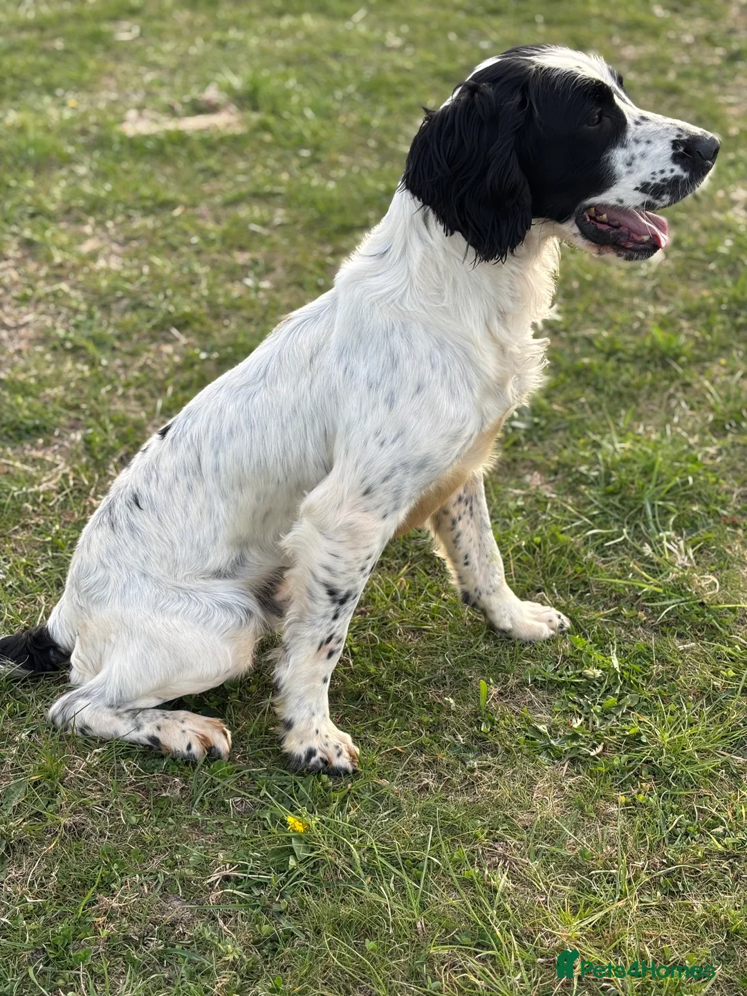 English Springer Spaniel dogs for stud: Sarge- proven and fully DNA tested STUD in Devizes - Advert 3