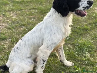 English Springer Spaniel dogs Sarge- proven and fully DNA tested STUD - Advert 4