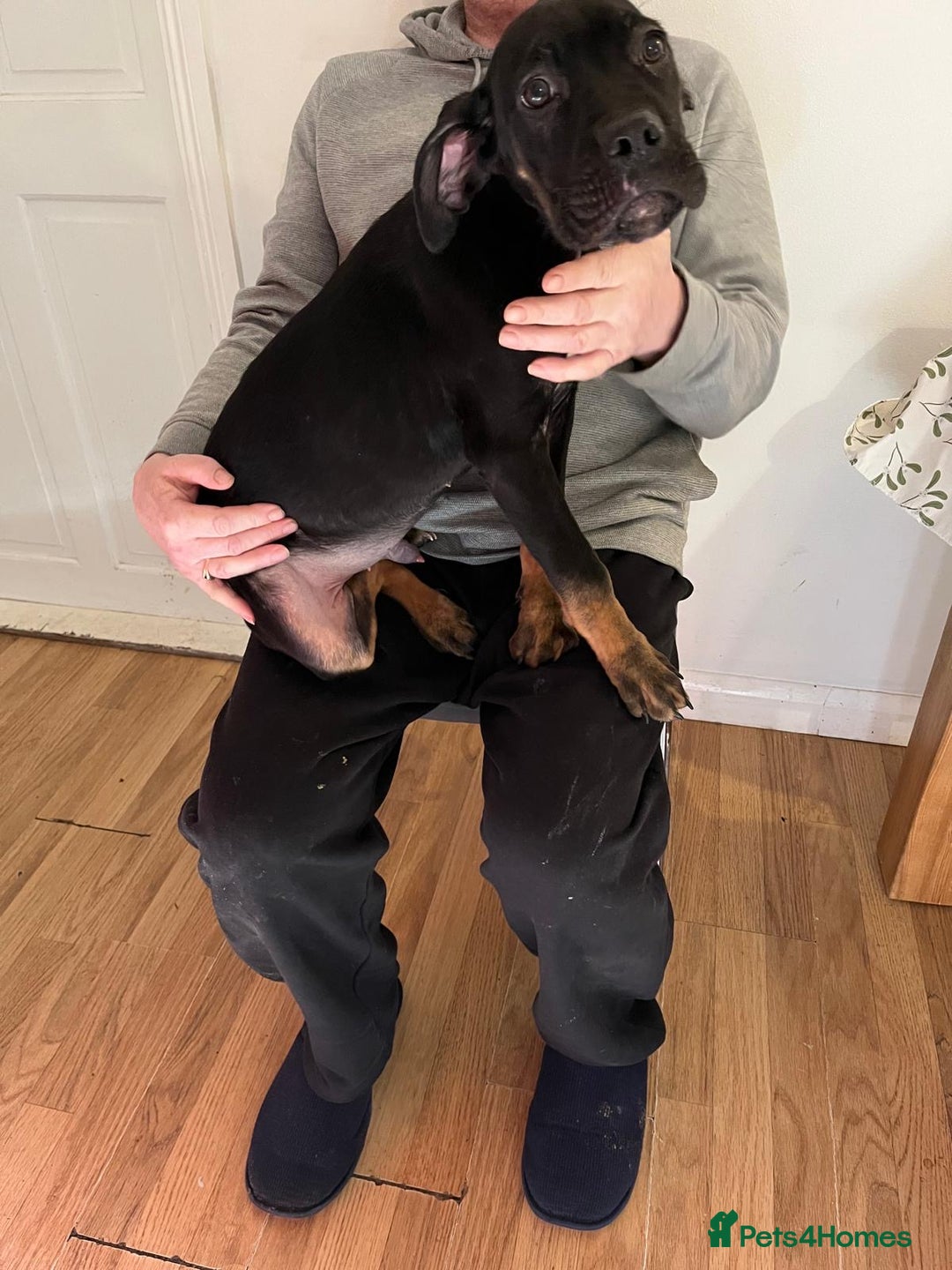 Cane Corso dogs for sale: 4 chunky confident cane corsos males available  - Advert 3