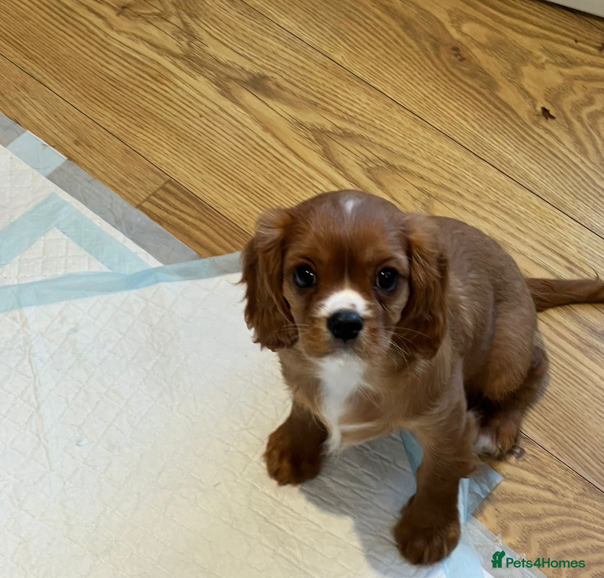 Cavalier King Charles Spaniel dogs KC REG HEALTH TESTED CAVALIER PUPPIES - Advert 1