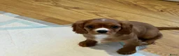 Cavalier King Charles Spaniel dogs for sale: KC REG HEALTH TESTED CAVALIER PUPPIES - Advert 1