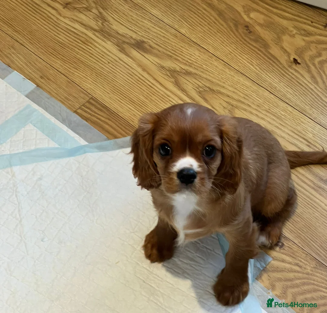Cavalier King Charles Spaniel dogs for sale: KC REG HEALTH TESTED CAVALIER PUPPIES - Advert 1