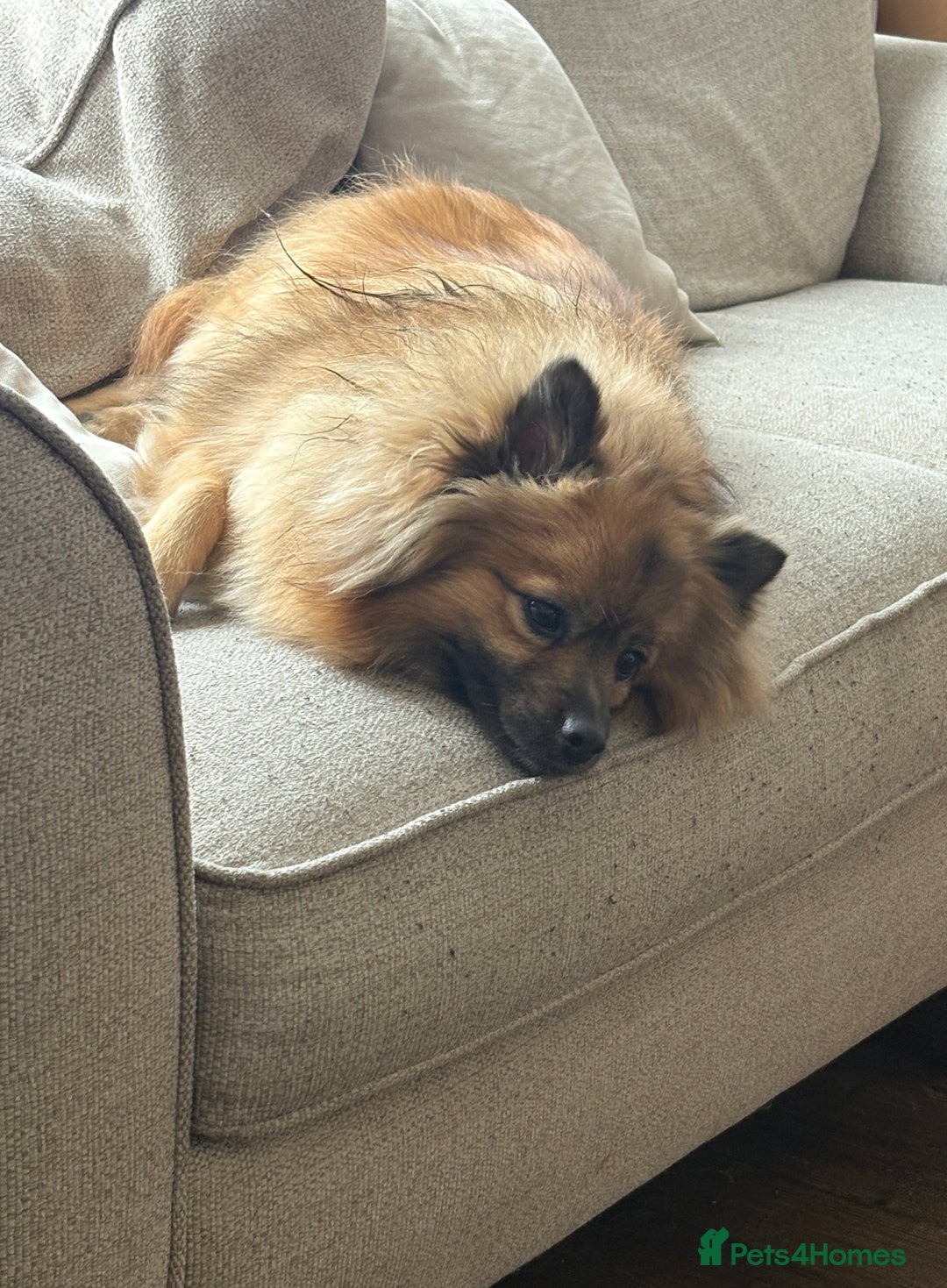 Pomeranian dogs for sale: Pomeranian little boy needs permanent loving home  - Advert 4
