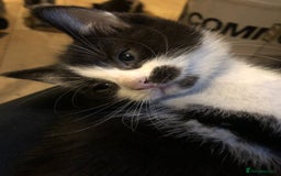 Mixed Breed cats for sale: 5x kittens  - Image 15