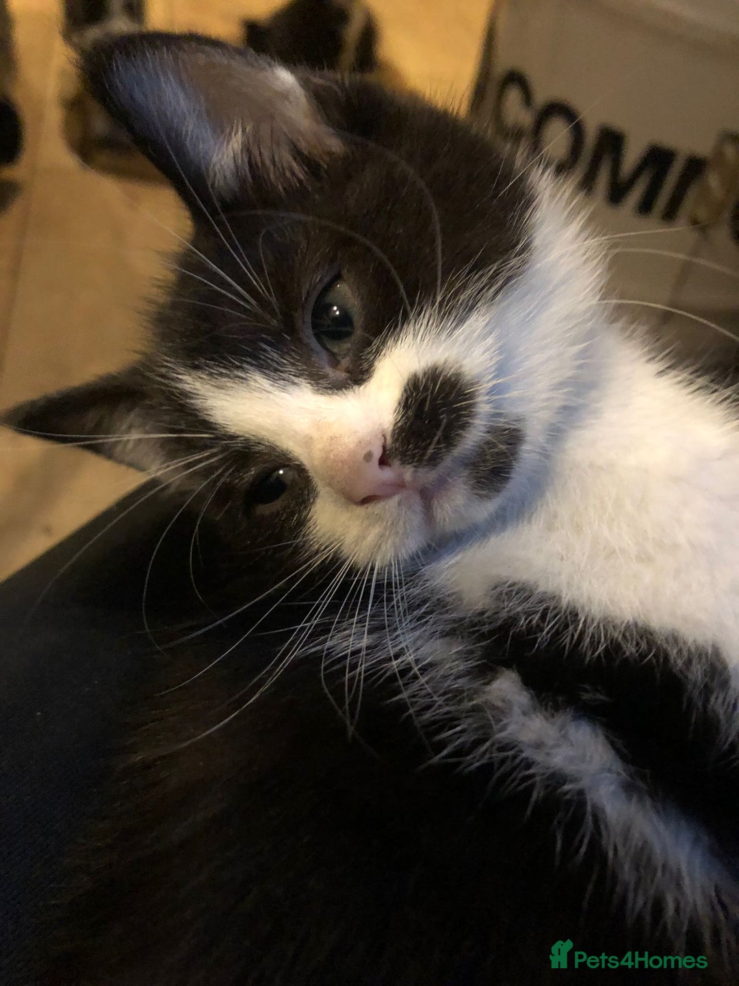 Mixed Breed cats for sale: 5x kittens  - Image 15