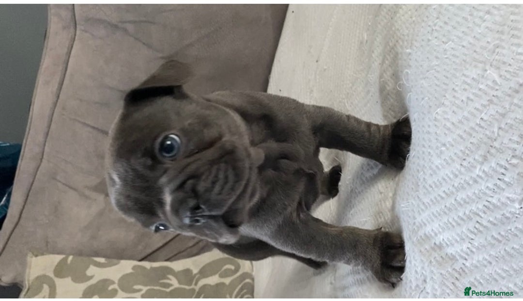 French Bulldog dogs for sale: French bulldogs puppy’s for sale - Advert 2
