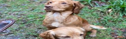 Cocker Spaniel dogs for stud: Outstanding OFTW Red Cocker, FULLY HEALTH TESTED in Bristol - Advert 12