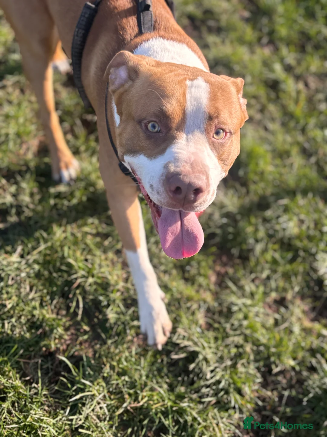 Mixed Breed dogs for sale: Loving dog milo in Canonbie - Advert 3