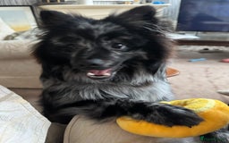 Pomeranian dogs for stud: For stud, Milo - Image 8