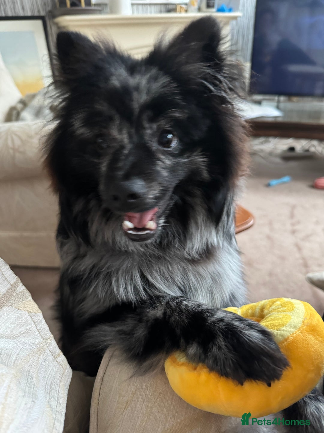 Pomeranian dogs for stud: For stud, Milo - Image 8