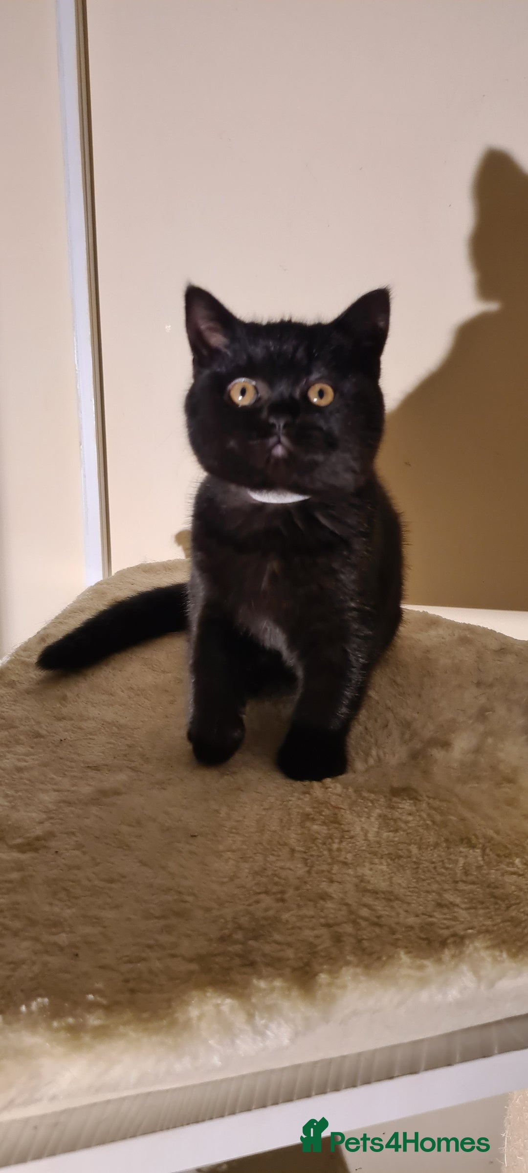 British Shorthair cats for sale: British shorthair black and blue kittens - Advert 24