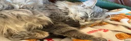 Maine Coon cats for sale: Beautiful Maine Coon kitten - Advert 9