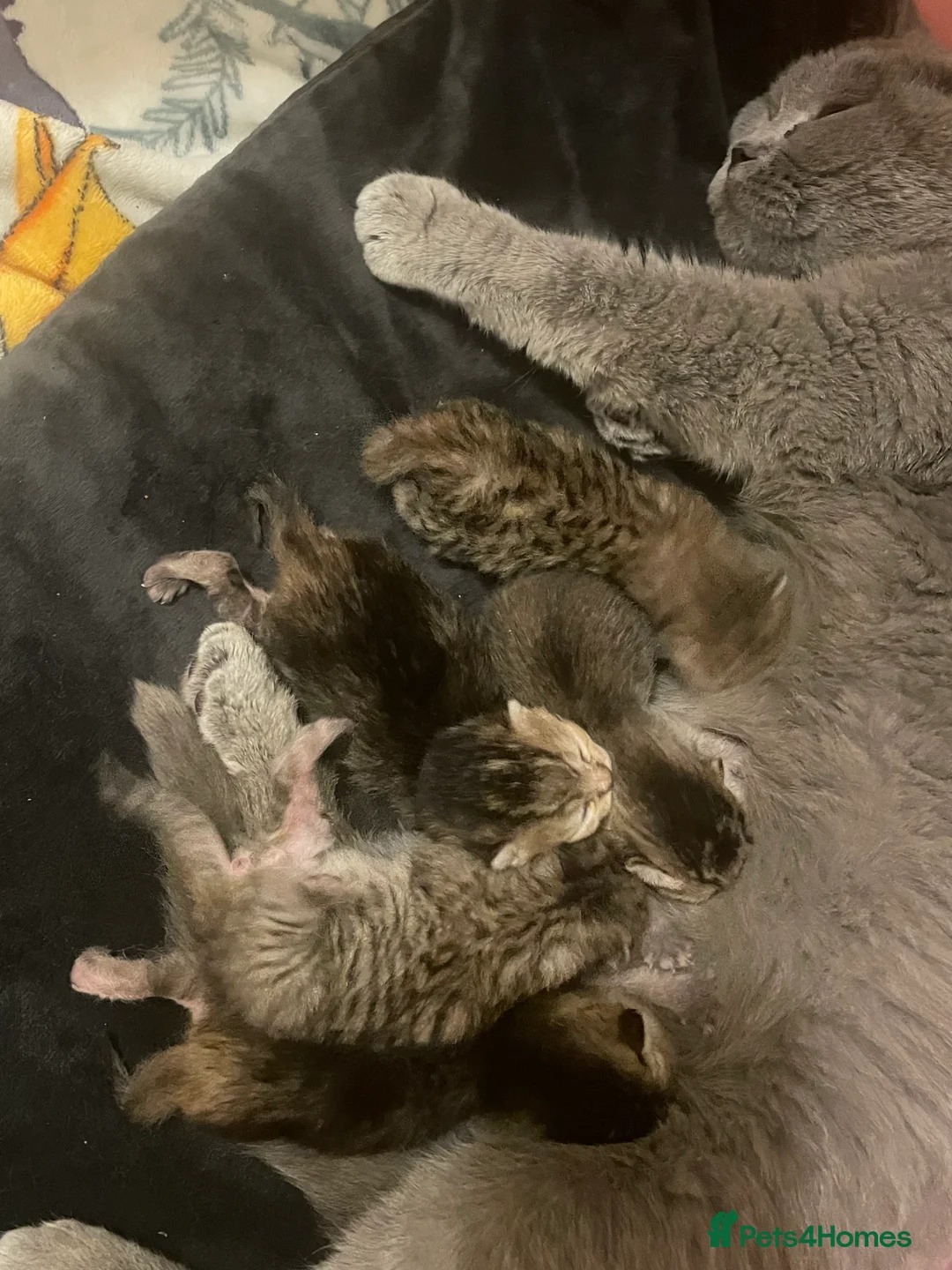 British Shorthair cats for sale: Golden british short hair in Birmingham - Advert 1