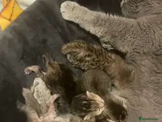 British Shorthair cats Golden british short hair in Birmingham - Advert 1