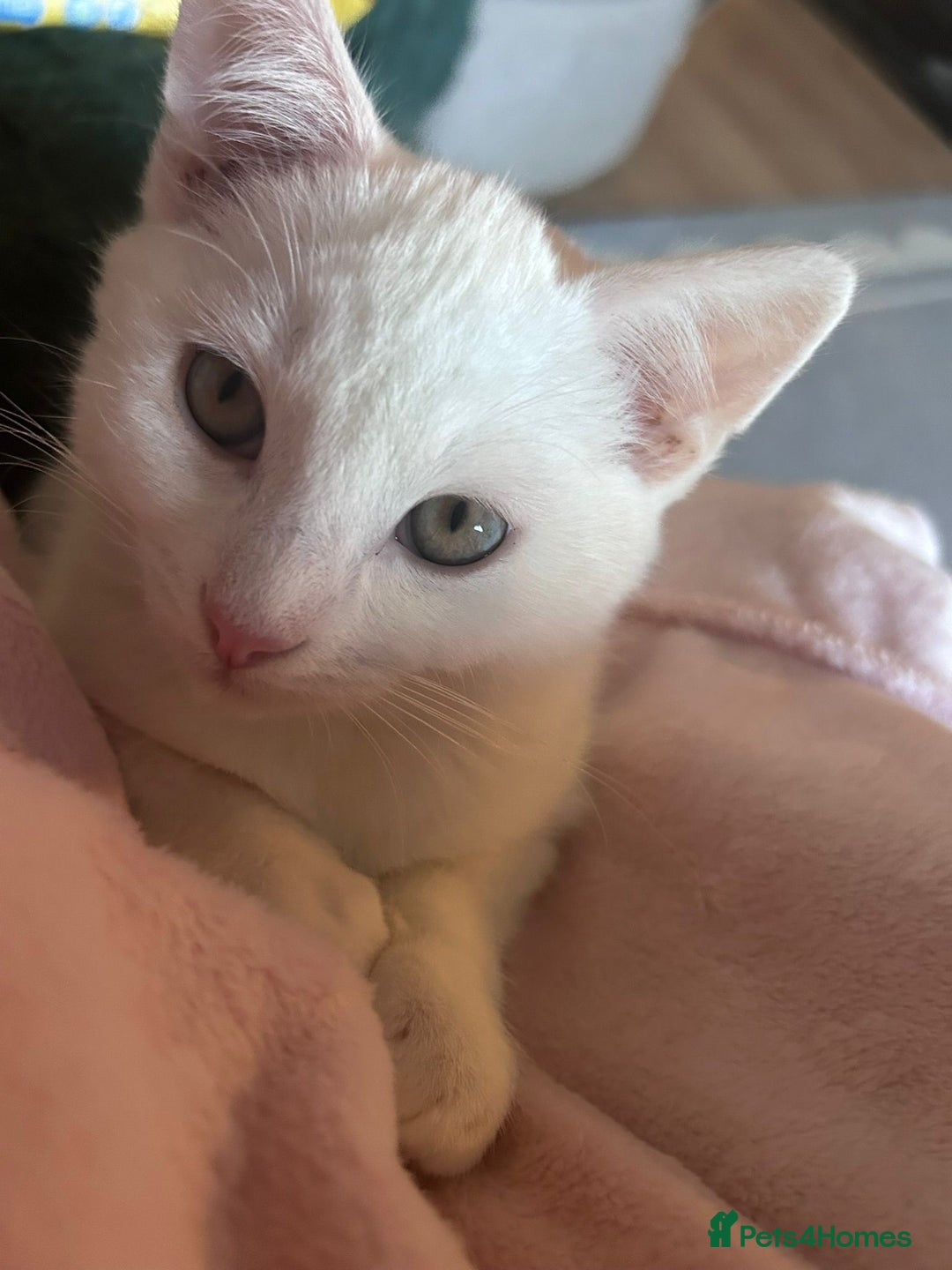 Domestic Shorthair cats for sale: Two male kittens  - Advert 1