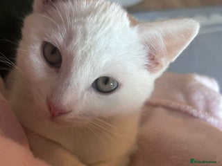 Domestic Shorthair cats Two male kittens - Advert 1