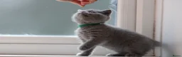 British Shorthair cats for sale: Purebred British Shorthair Kittens - 2 left! - Advert 15