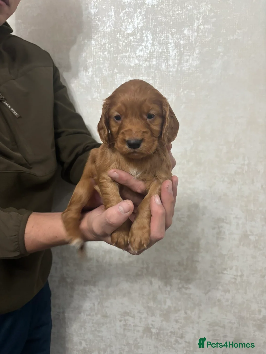 Cocker Spaniel dogs for sale: KC Registered Cocker Spaniel Puppies  - Advert 7