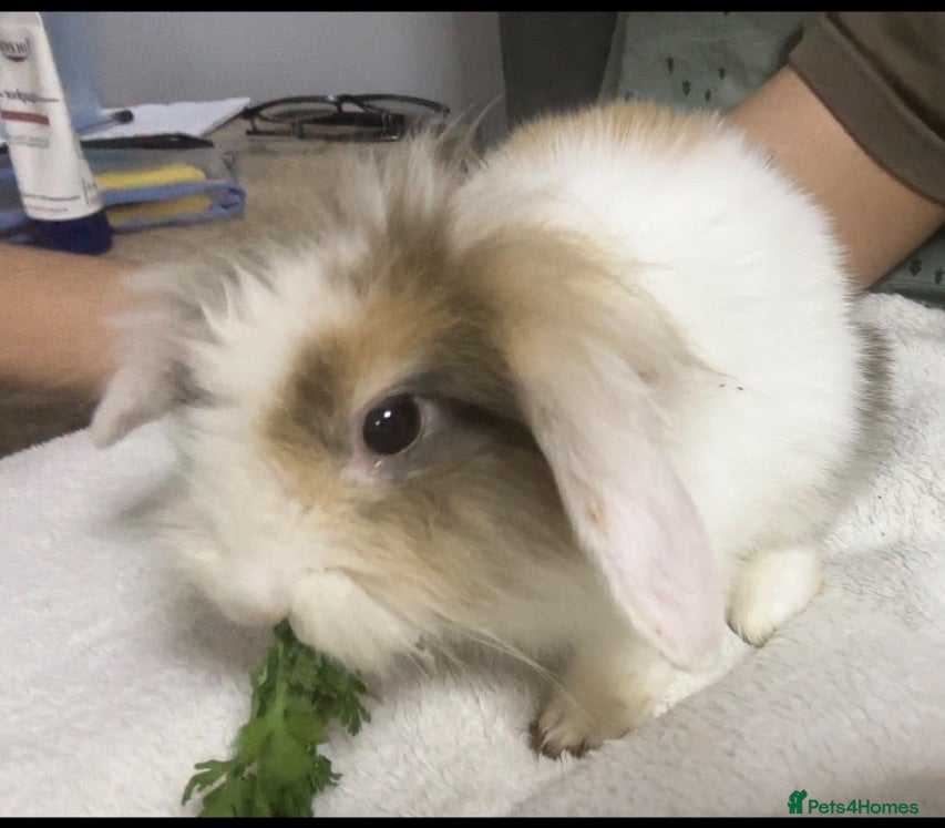 Mixed Breed rabbits New litter mixed breed - Advert 11