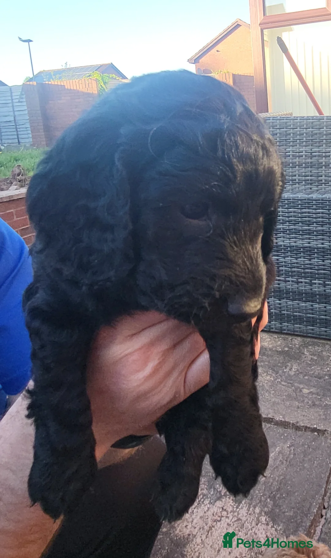 Cockapoo dogs for sale: 3 Gorgeous Boy Black Cockerpoos F2's - Advert 5