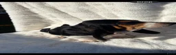 Basset Hound dogs for sale: Bassett hound 1 female left  - Advert 3