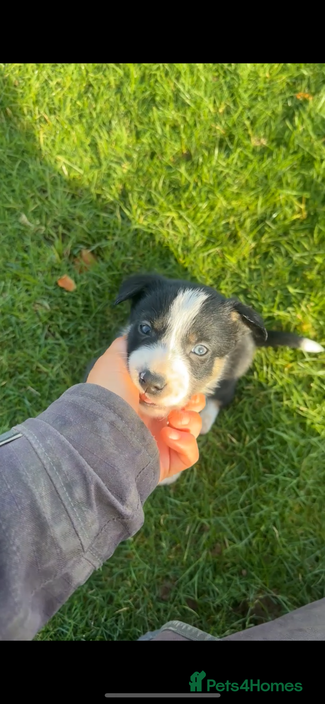 Border Collie dogs for sale: Border collies for sale - Advert 1