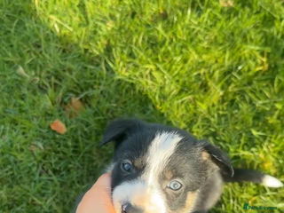Border Collie dogs Border collies for sale - Advert 1