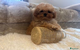 Cavapoochon dogs for sale: Last boy left Stunning cavapoochon puppies  - Image 4