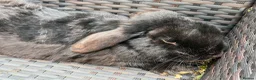 Mixed Breed rabbits for sale: Adult and baby rabbits - Advert 4