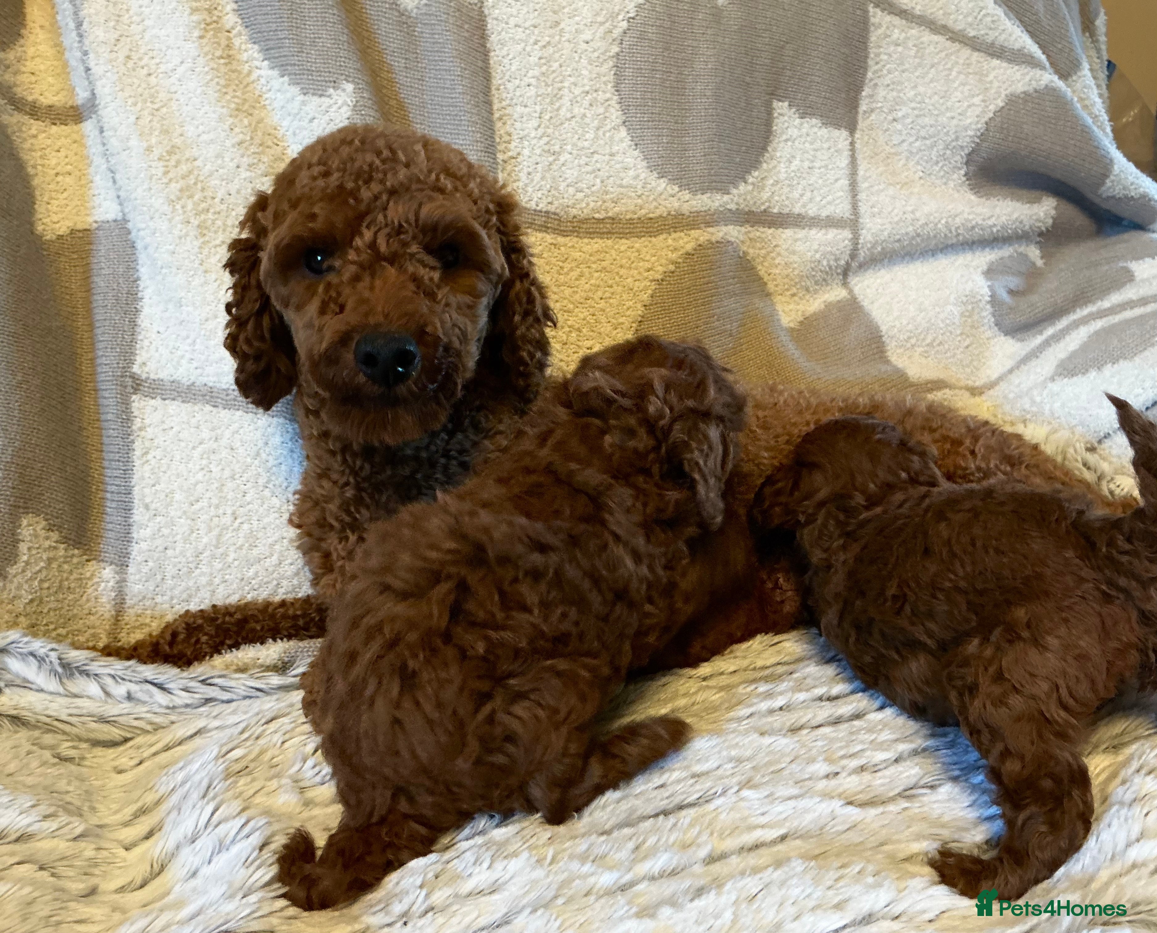 Toy Poodle dogs Deep Red Toy Poodles Ready 22nd December - Advert 12