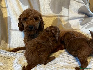 Toy Poodle dogs Deep Red Toy Poodles Ready 22nd December - Advert 14