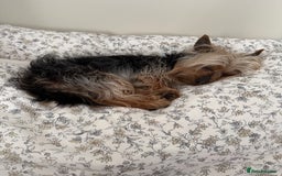 Yorkshire Terrier dogs for stud: Stud dog Yorkie - Advert 6