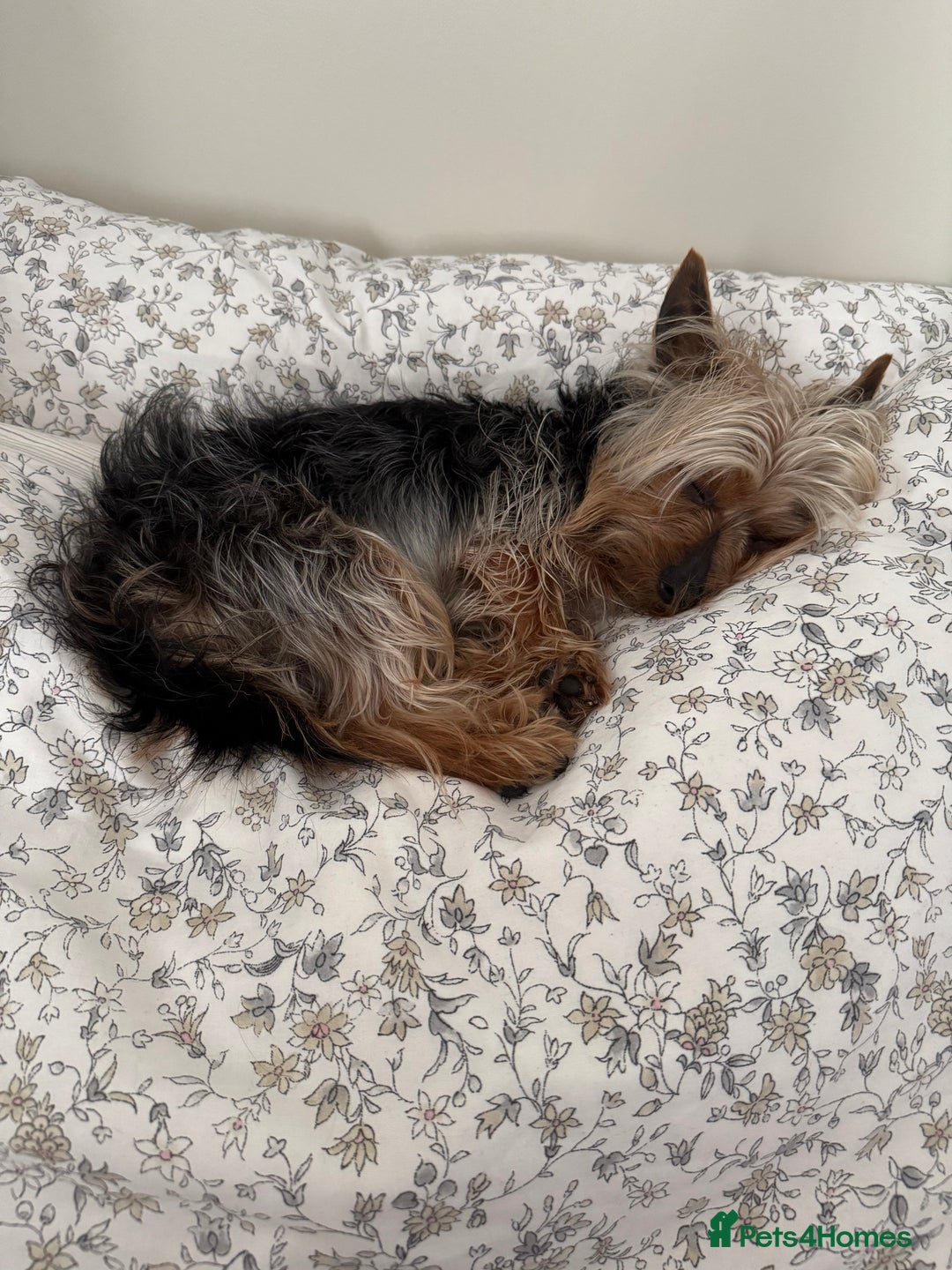 Yorkshire Terrier dogs for stud: Stud dog Yorkie - Advert 6