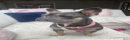 French Bulldog dogs for sale: French bulldog  - Advert 4