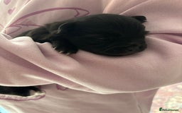 Pomchi dogs for sale: Primrose’s precious pomchi babies - Advert 9